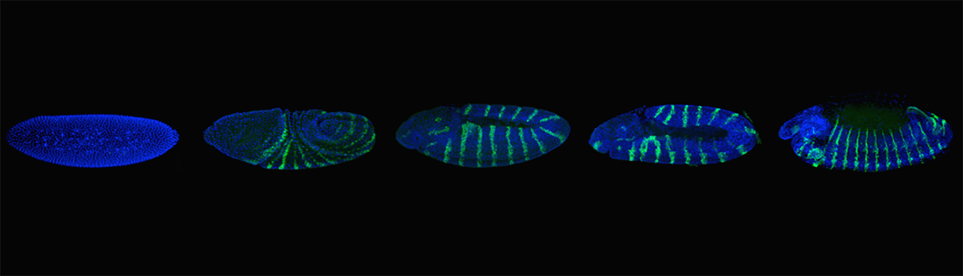 Global regulation at the protein and RNA level